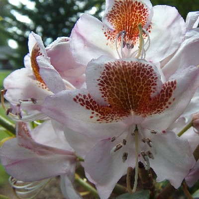  Rhododendron