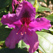  Rhododendron