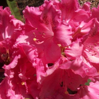  Rhododendron