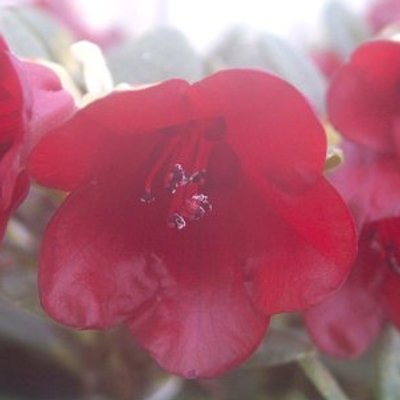  Rhododendron