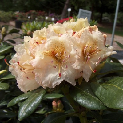  Rhododendron