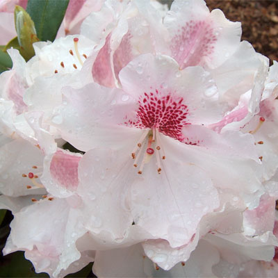 Nicoletta Rhododendron rhododendron