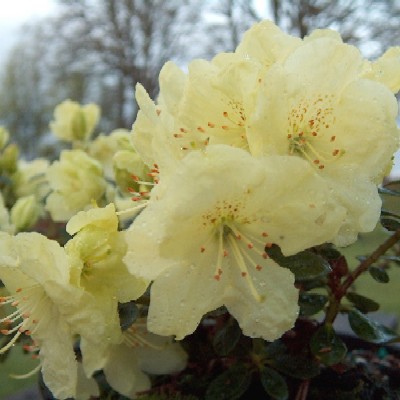  Rhododendron