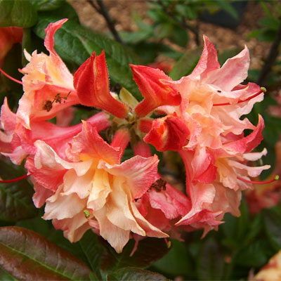 Apricot Fantasy rhododendron