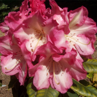  Rhododendron