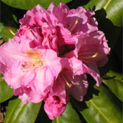  Rhododendron