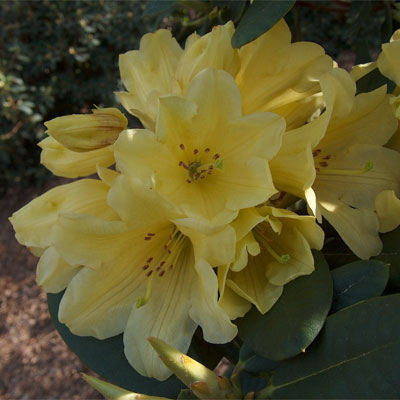 Hotei Rhododendron rhododendron