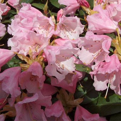 Jackwill Rhododendron rhododendron