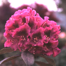 Jonathan Shaw Rhododendron rhododendron
