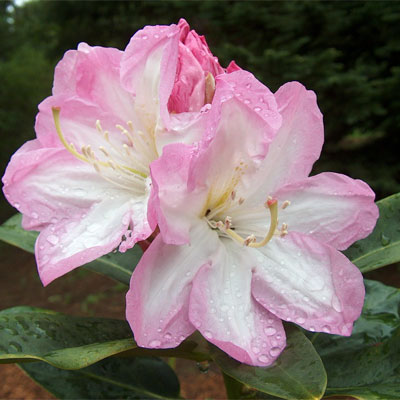 Josephine Rhododendron rhododendron