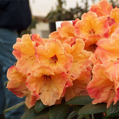 Mango Tango Rhododendron rhododendron