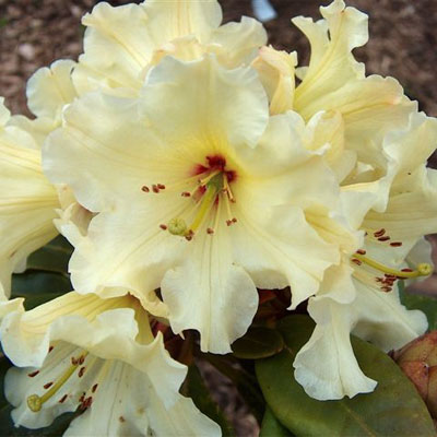 Mindy's Love Rhododendron rhododendron
