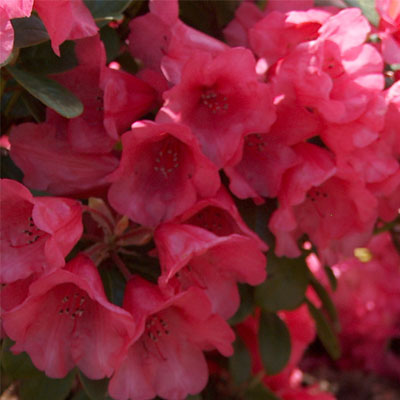  Rhododendron