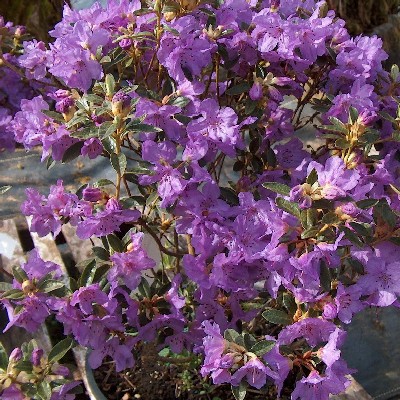  Rhododendron