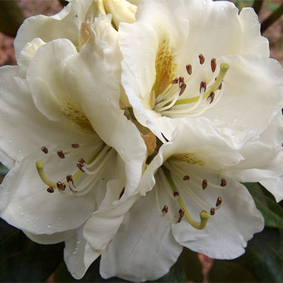 Phyllis Korn Rhododendron rhododendron