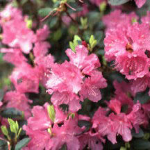 PJM Elite Rhododendron rhododendron
