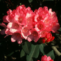Queen Alice Rhododendron rhododendron