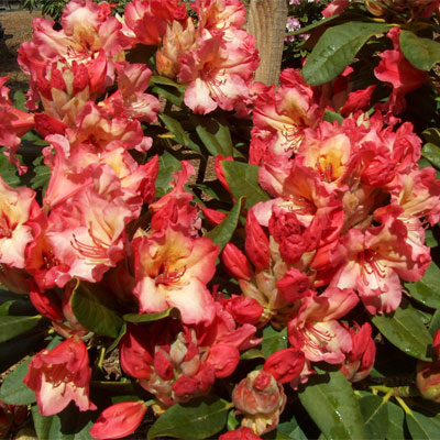 Ring Of Fire Rhododendron rhododendron