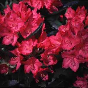 Supernova Rhododendron rhododendron