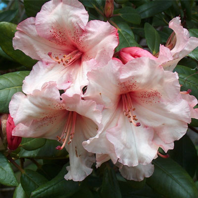 Virginia Rhichards Rhododendron rhododendron