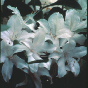 White Lights Azalea rhododendron