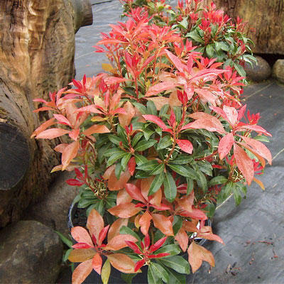 Pieris Japonica rhododendron